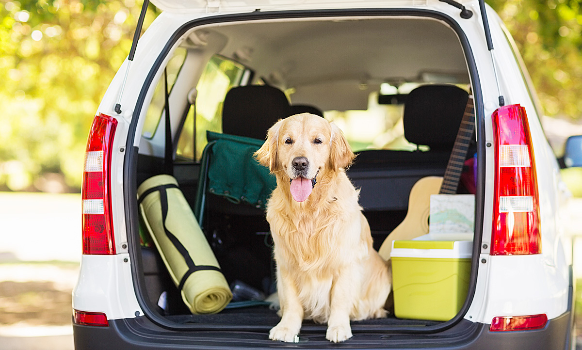 Hunde im Auto: Sichern/transportieren