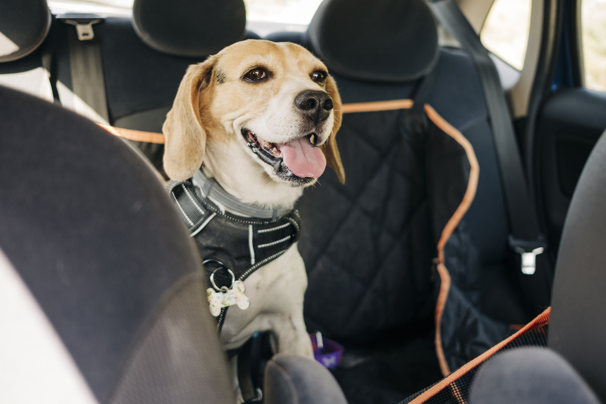 Hundedecke Auto für Rückbank & Kofferraumschutz kaufen