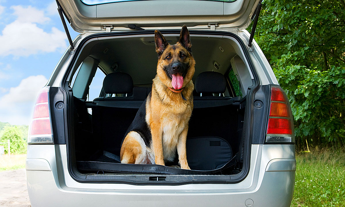 Kofferraumschutz für den Hund: Wie lässt sich das Auto am besten schützen?  - Hundeblog MeinHund24