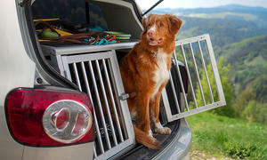 Auto-Gitterbox für Hund