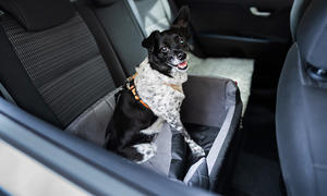 Hunde-Autositz