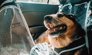 Das Symbolbild zeigt einen Hund, der im Hundebett auf dem Rücksitz eines Autos mitfährt.