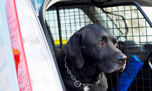 Ein schwarzer Hund sitzt im Kofferuam eines Autos hinter einem Hundeschutzgitter.