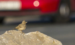 Vogelkot vom Auto entfernen