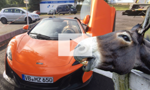 Esel beißt in orangen McLaren 650 S: Video