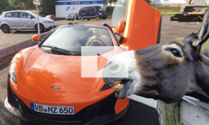 Esel beißt in orangen McLaren 650 S: Video