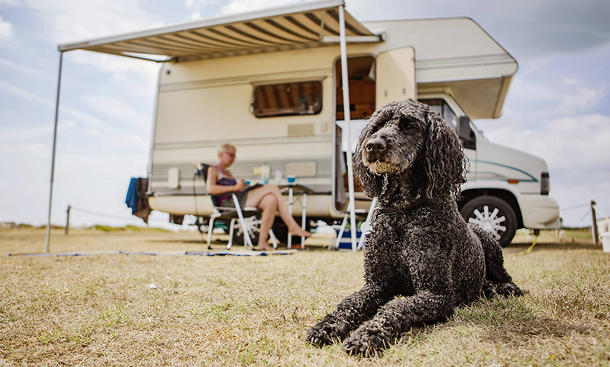 Ein Hund liegt auf der Wiese, dahinter unscharf ein Wohnmobil mit aufgespanter Markise. Eine Person sitzt auf Campingmöbeln darunter.