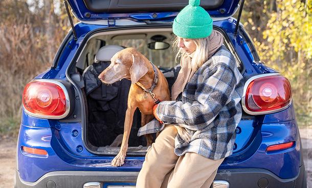 Hund im Auto: Tipps für den Kofferraumschutz