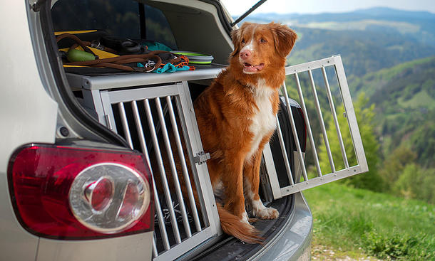 Das Bild zeigt eine Auto-Gitterbox für Hunde im Kofferraum eines VW Golf Plus. Ein Nova Scotia Duck Tolling Retriever schaut aus der geöffneten Gitterbox durch die geöffnete Heckklappe.