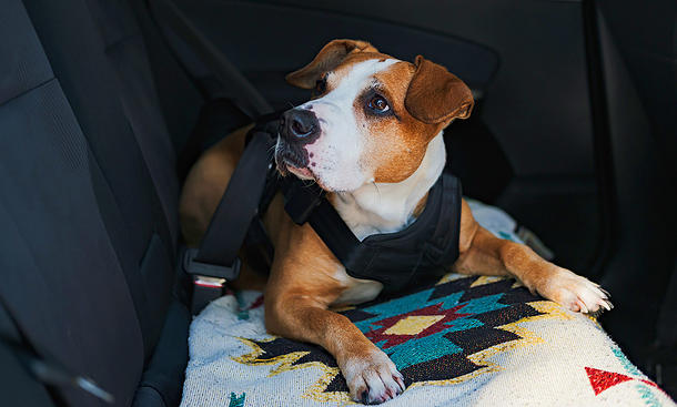 Ein Hund liegt mit einem Anschnallgurt gesichert auf der Rückbank eines Autos. Eine Decke liegt auf der Sitzfläche der Rückbank.