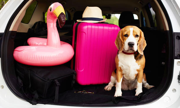 Hund, Hut, Hartschalenkoffer und aufblasbarer Flamingo im Kofferraum eines Kombis, bei geöffneter Heckklappe.